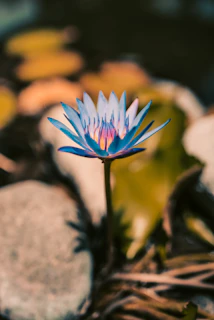 An artistic interpretation of the Ace of Cups featuring vibrant blues and golds with water lilies.