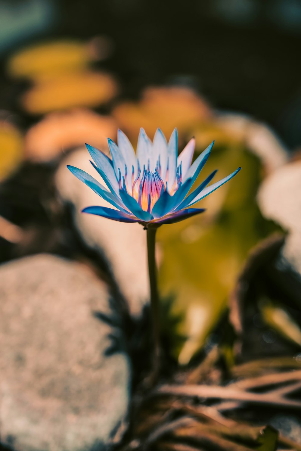 close-up photography of blue and yellow petaled flower