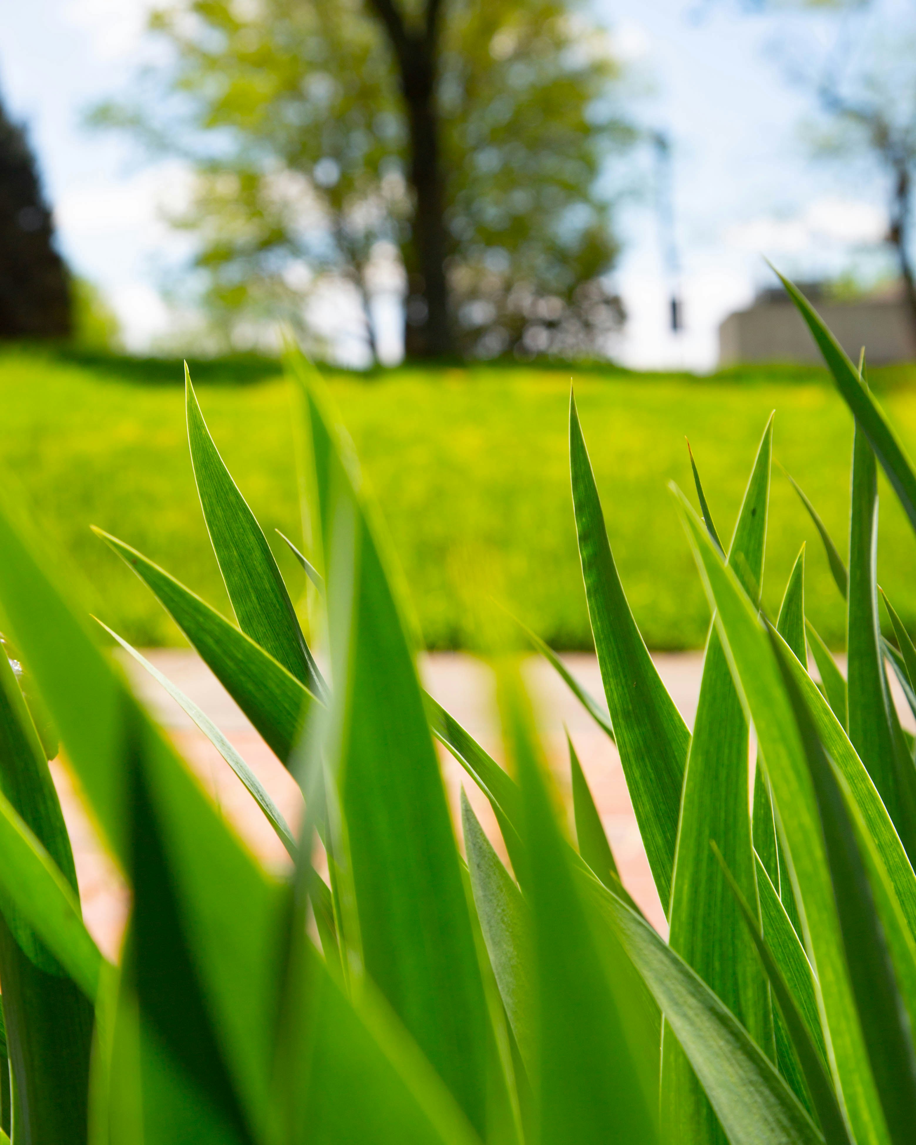 lawn care consultation
