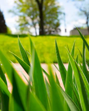 green grasses