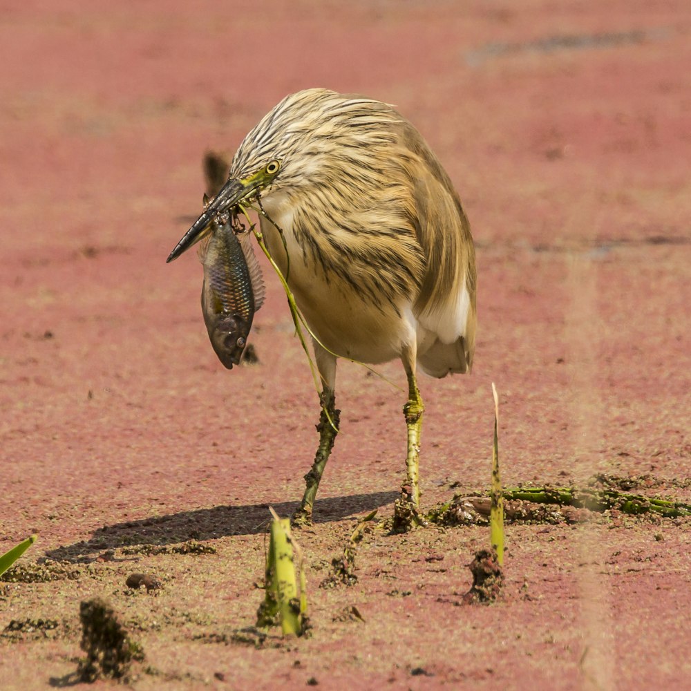 oiseau brun attrapant des poissons