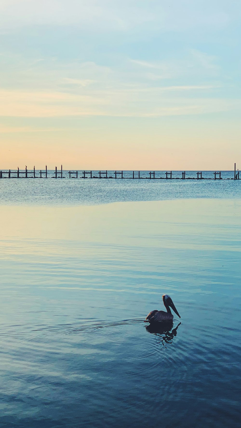 swan on calm body of water