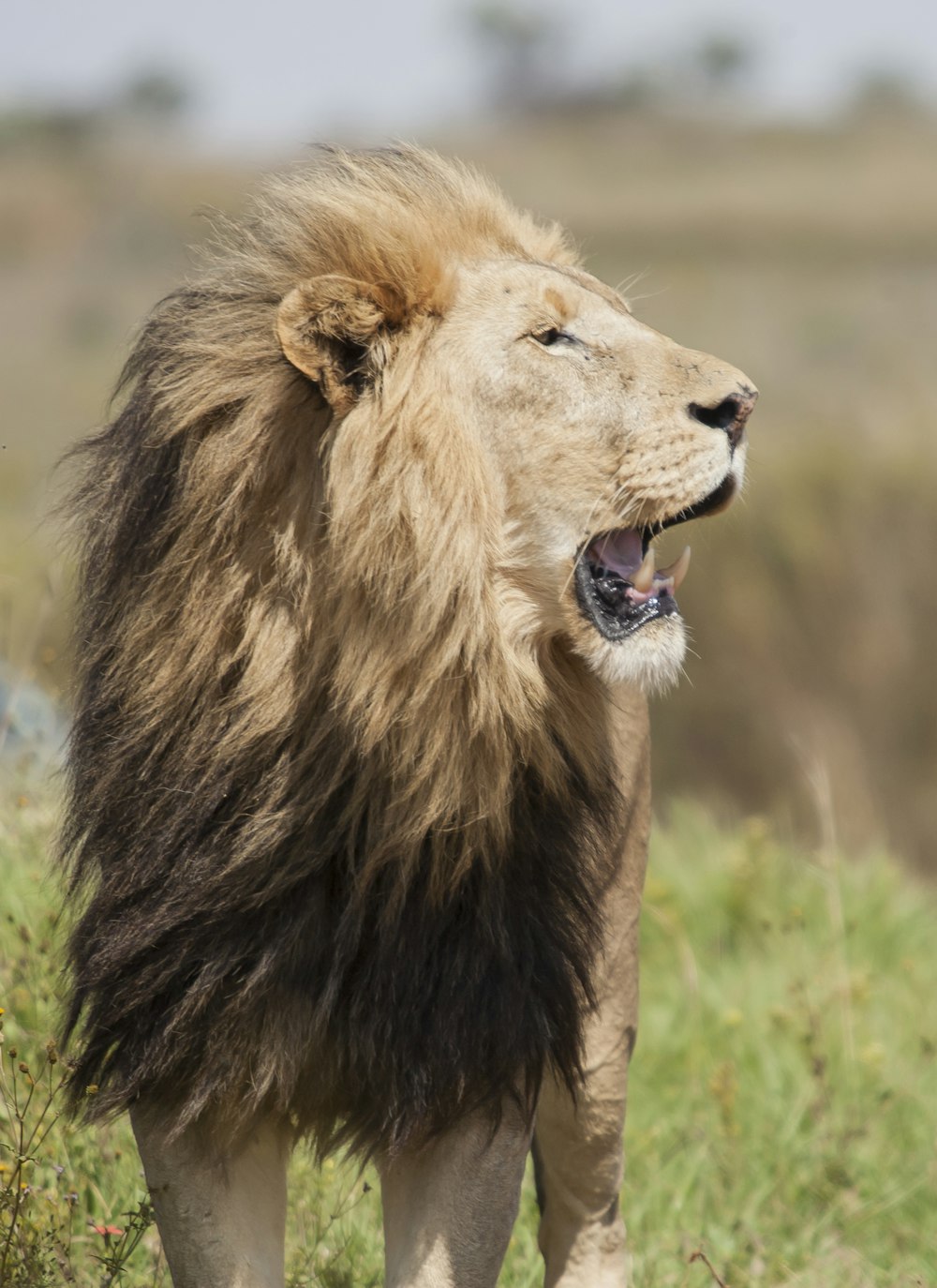 adult lion on grass field