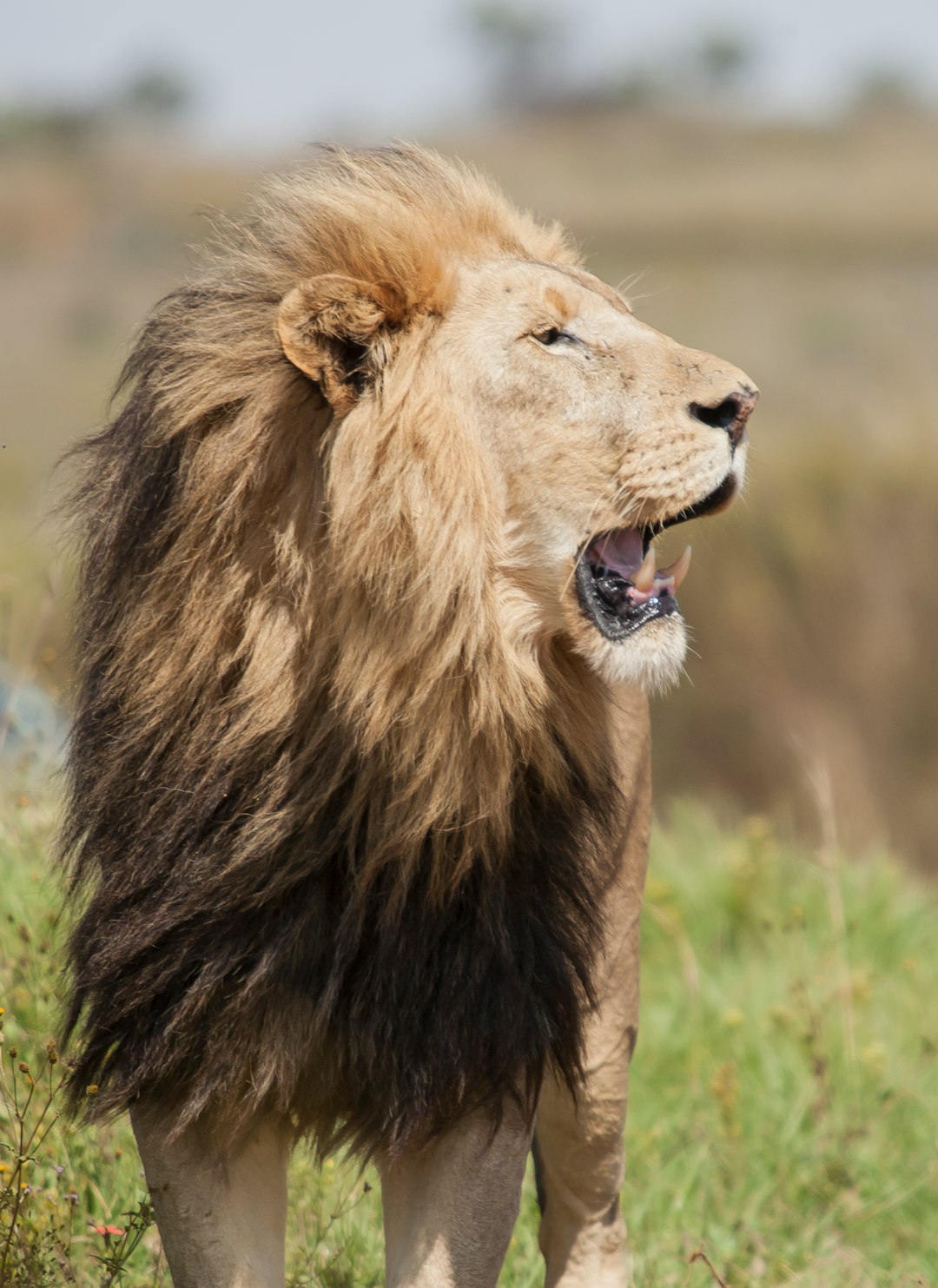  adult lion on grass field lion