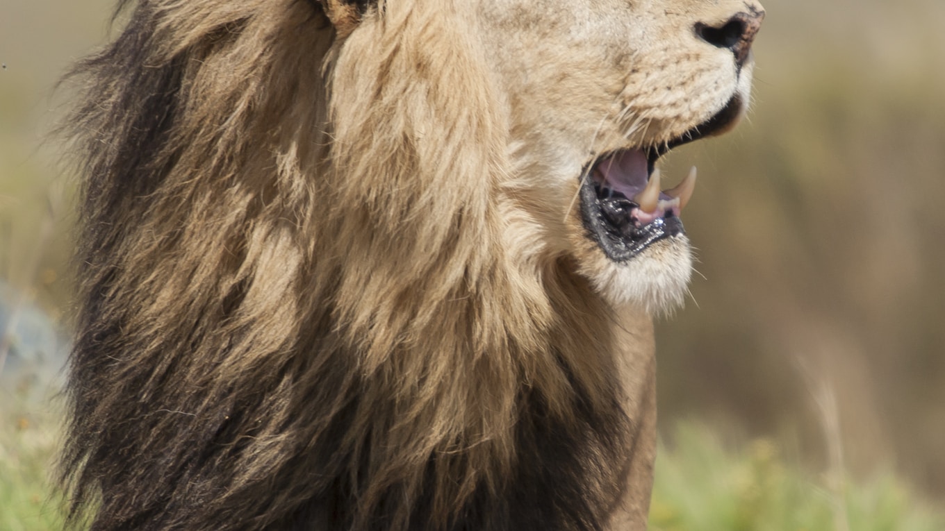 adult lion on grass field