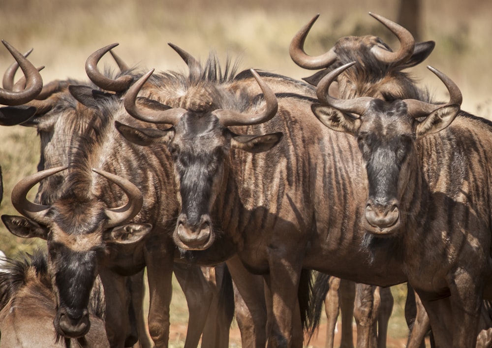 herd of brown animals