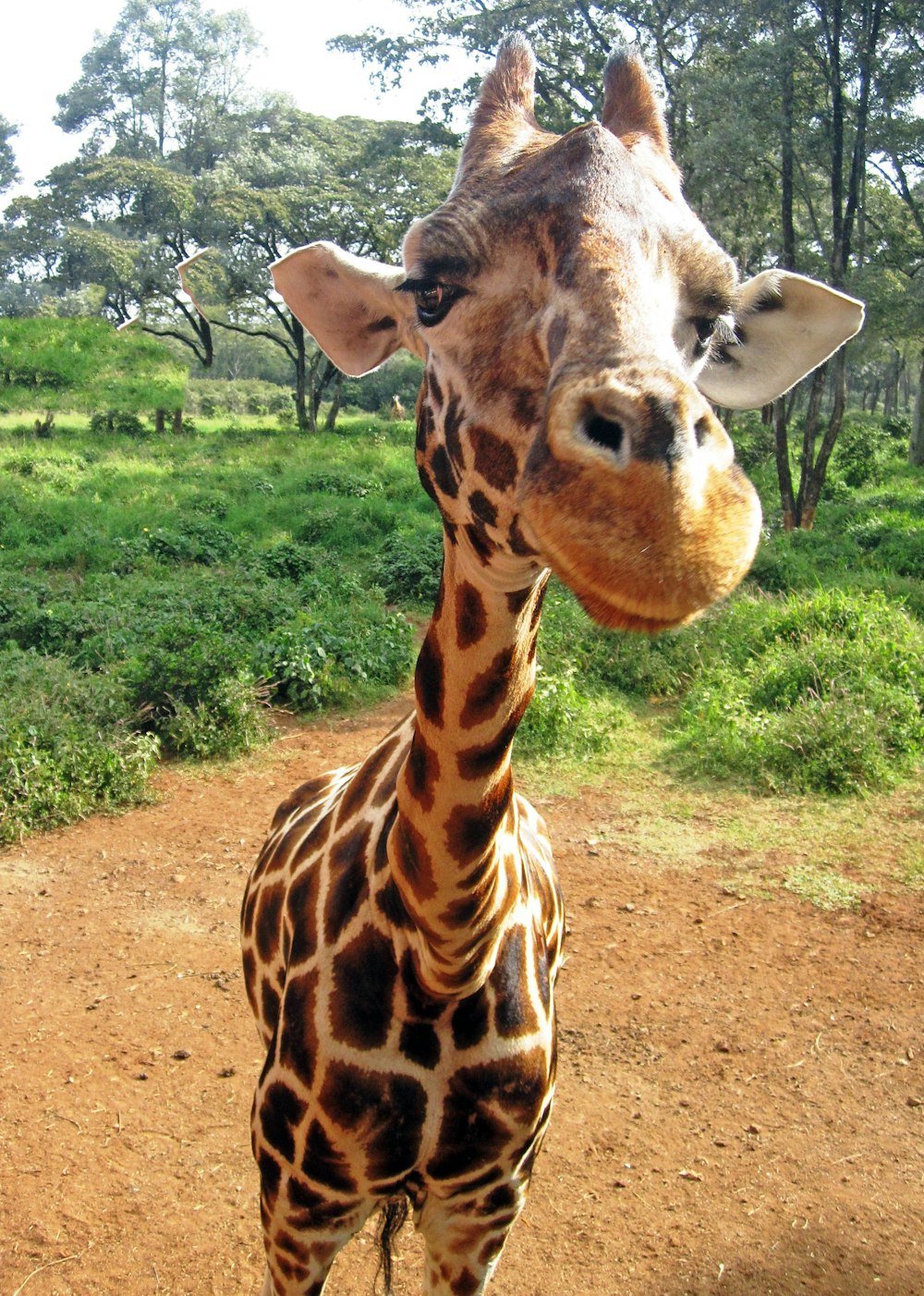 girafa adulta
