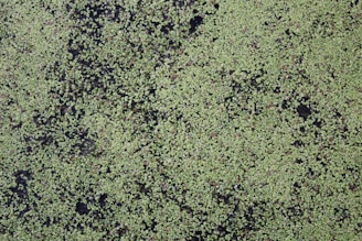 Bright green lemna plants densely covering a pond surface