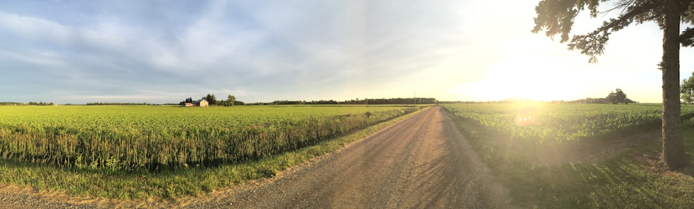 dirt road and plant field during day