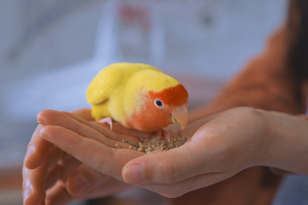 red and orange bird close-up photography