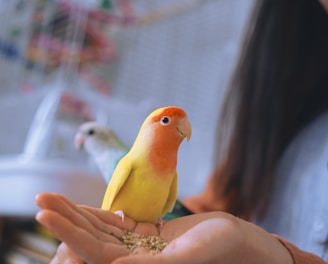 woman holding yellow and red birds