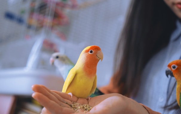 woman holding yellow and red birds