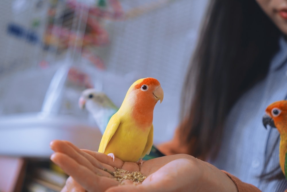 woman holding yellow and red birds