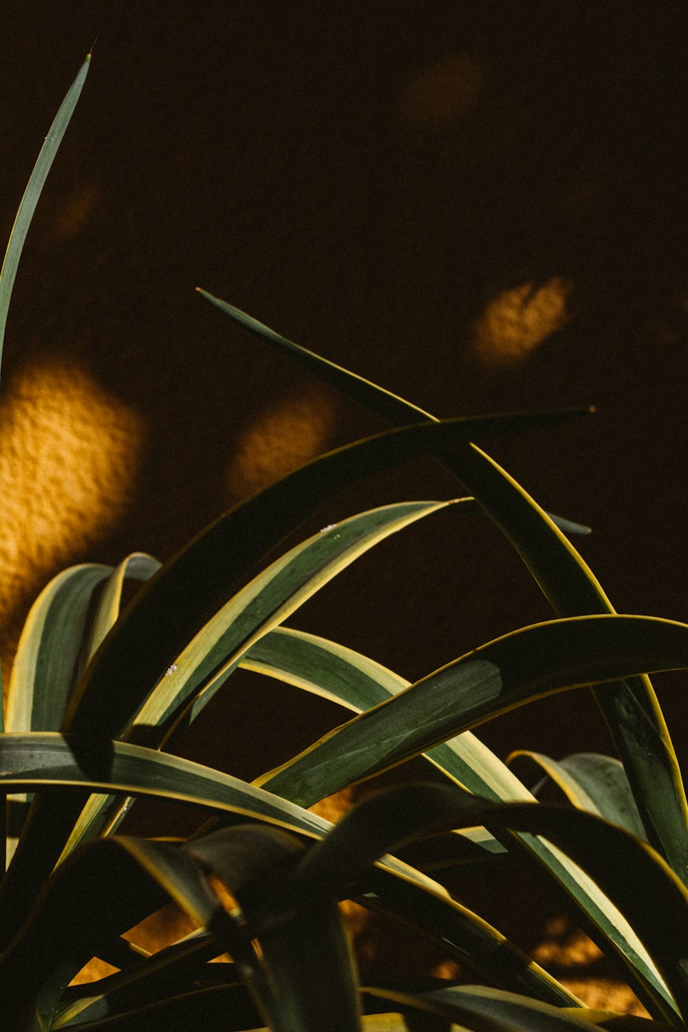 shallow focus photo of green plants