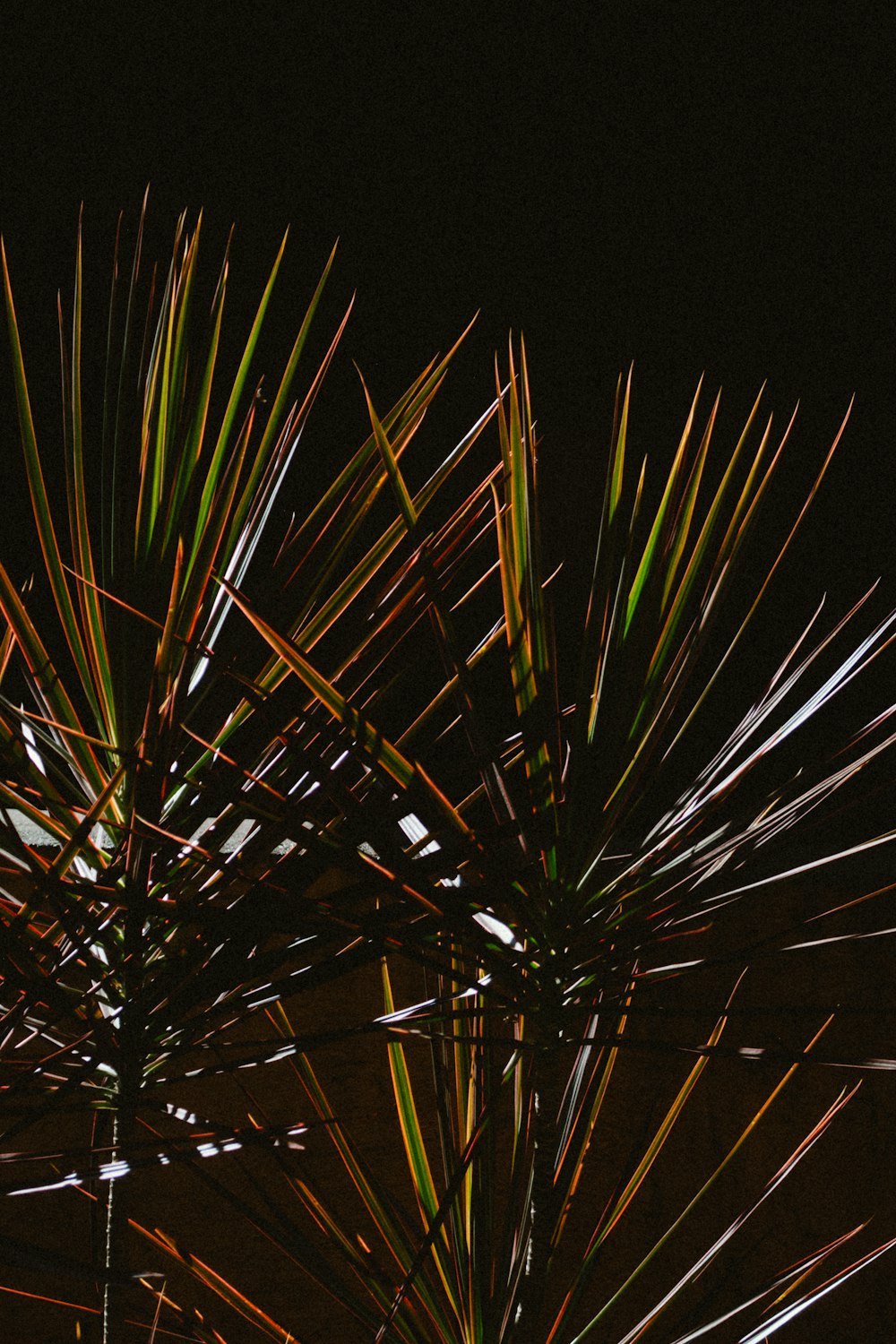 shallow focus photo of green plants