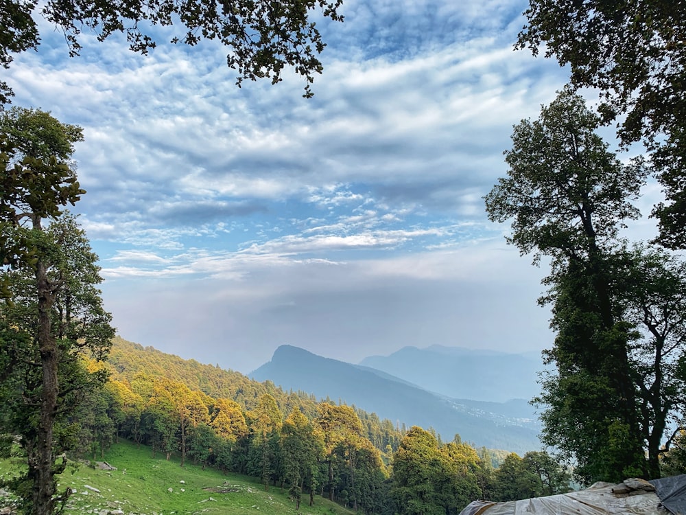 green leaf trees under cloudy sky during datyime