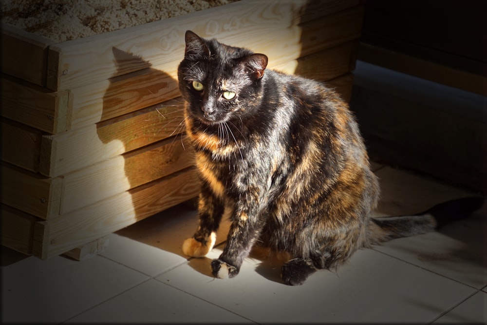 adult black and brown cat