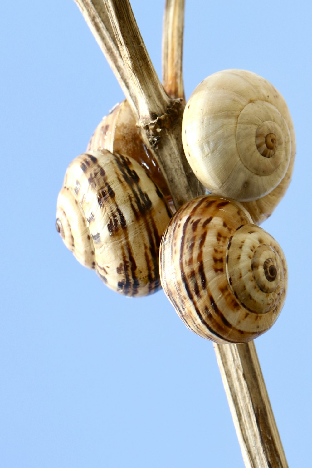 brown and white snails on stalk