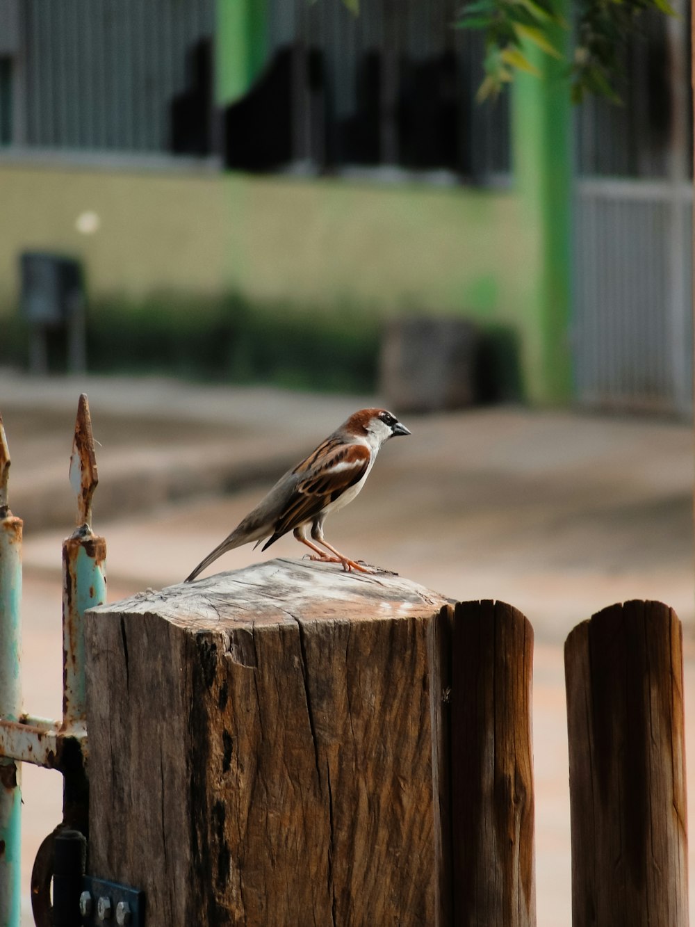 brauner und weißer Vogel auf braunem Holzzaun