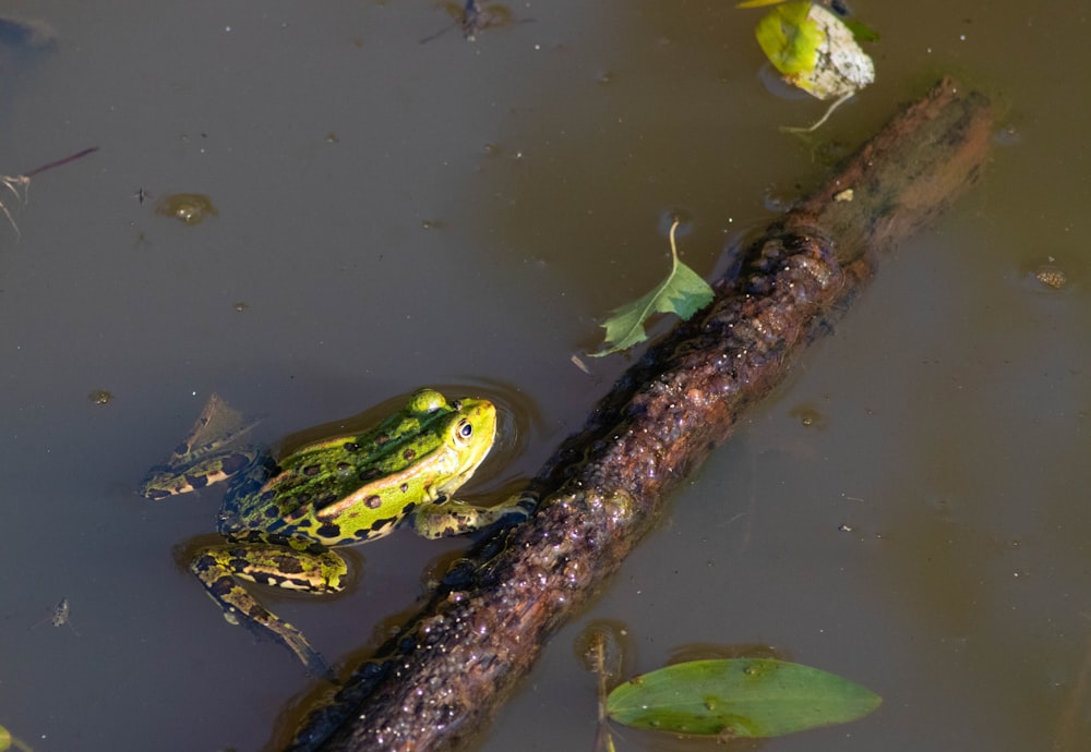 frog on body of water beside stick