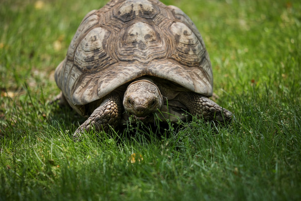 brown turtle on green grass