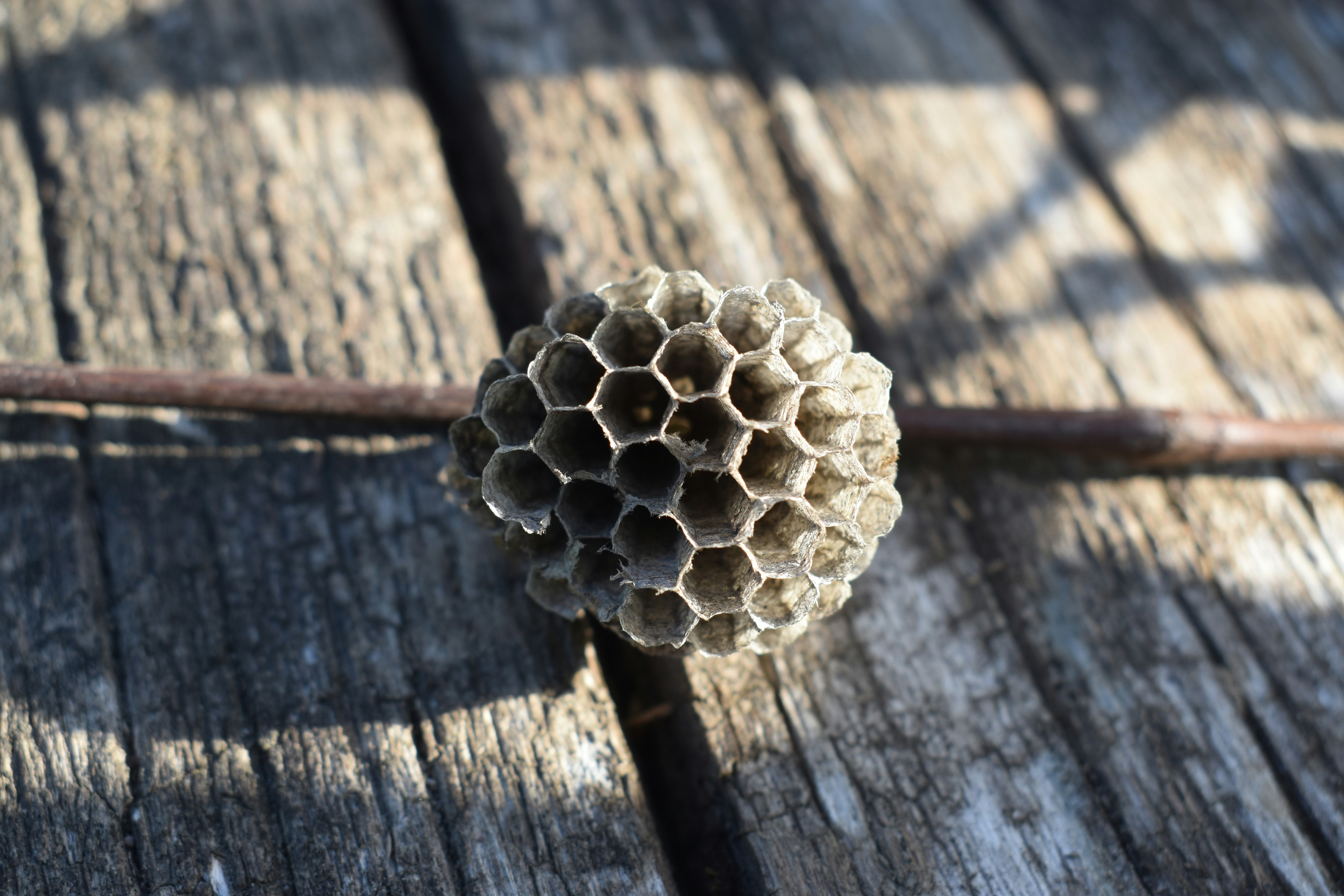 Photo by pictures102