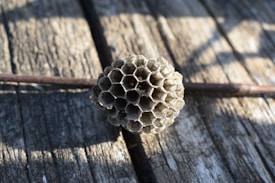 A close-up view of a small honeycomb structure is placed on a weathered wooden surface. The honeycomb appears to be empty and is casting a shadow due to strong sunlight. The texture of the wood shows signs of age with cracks and grain patterns visible.