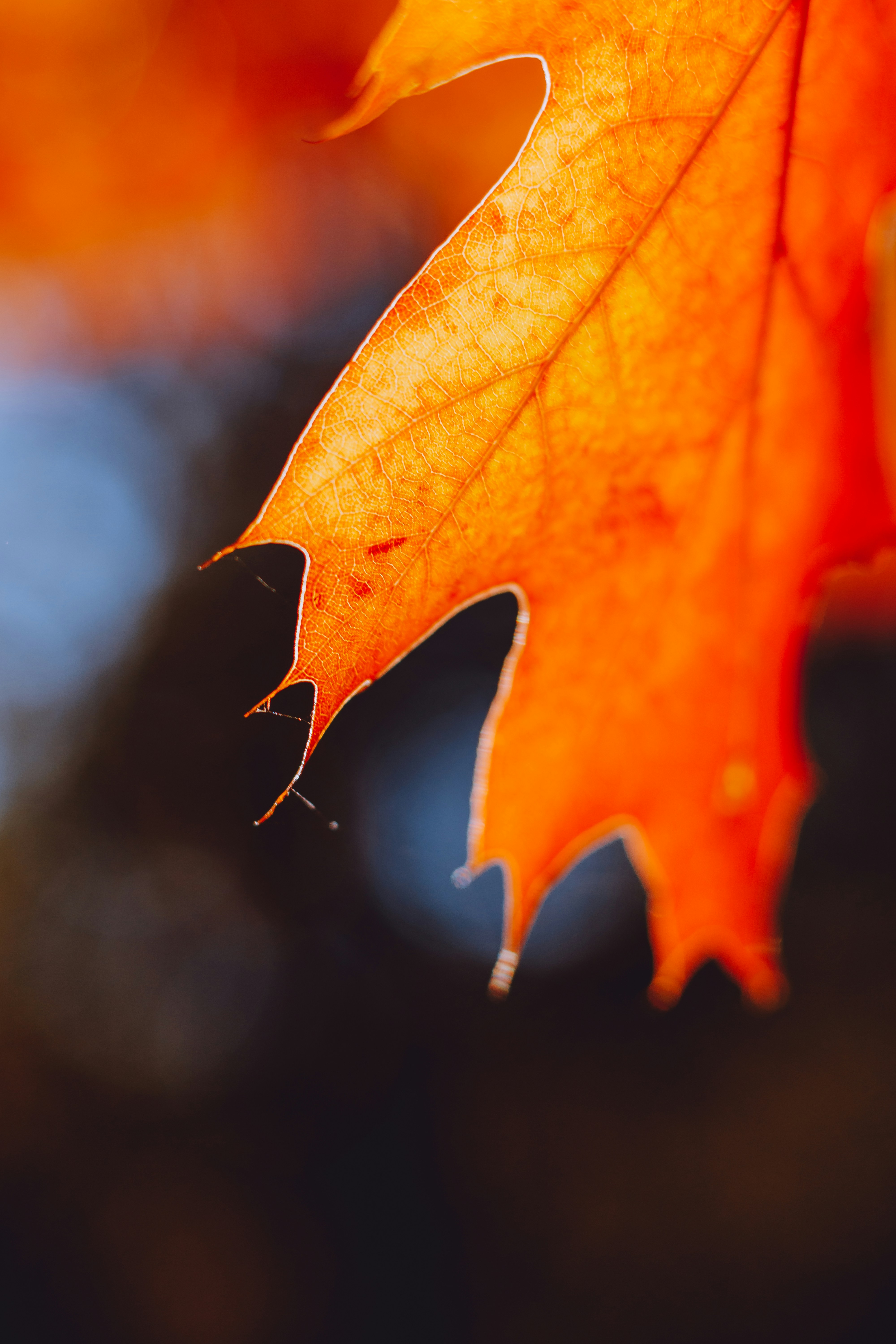 Orange leaf closeup photography photo Free Orange Image on Unsplash