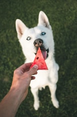 person holding watermelon