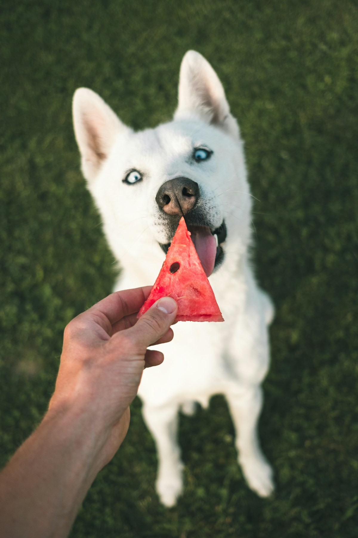 Cão de pelagem branca e olhos azuis olhando para um pedaço triangular de melancia oferecido pela mão do tutor