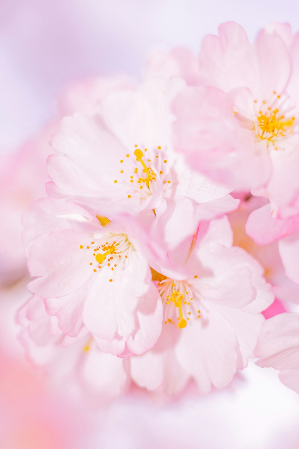 Fotografía de enfoque de flor de pétalos rosas