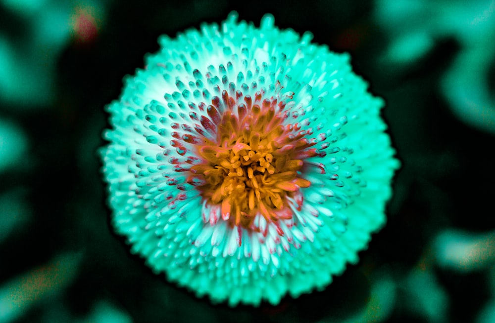 teal and yellow-petaled flower