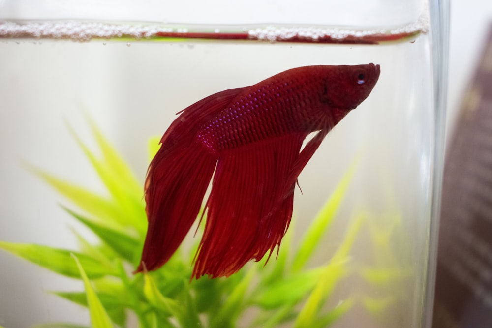 red Siamese fighting fish in fish tank