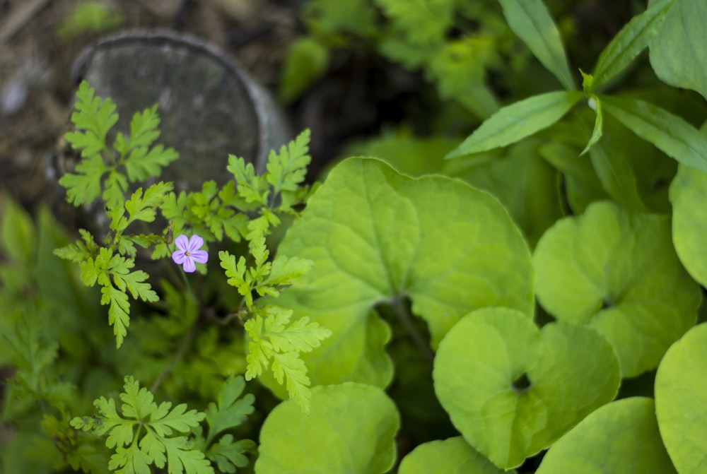 focus photography of purple petaled flower