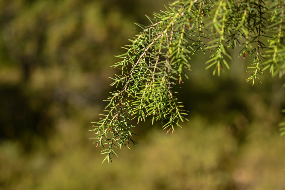 green tree