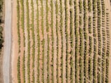 Aerial view of a vineyard with well-organized rows of grapevines stretching across a large field. A dirt road runs along the left side of the vineyard. The rows of grapevines are evenly spaced and aligned, displaying a combination of greenery and brown soil.