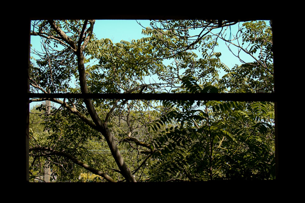 green leaf tree