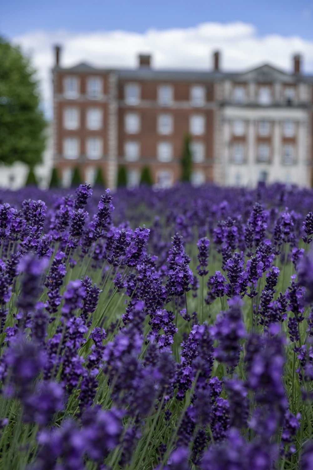 panoramic photography of lavender field