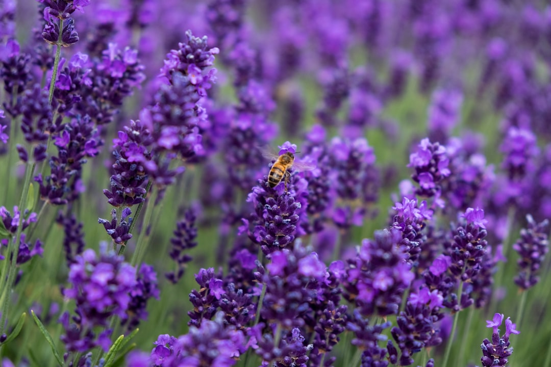 honey bee on lavender flower