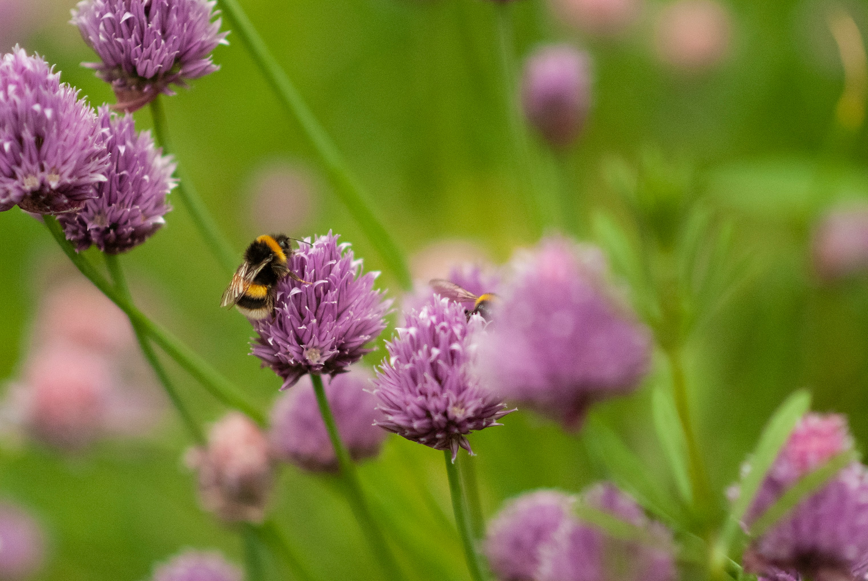 Allium plants like chives, onions, and garlic are excellent companion plants for tomatoes thanks to their pest-repellent qualities.