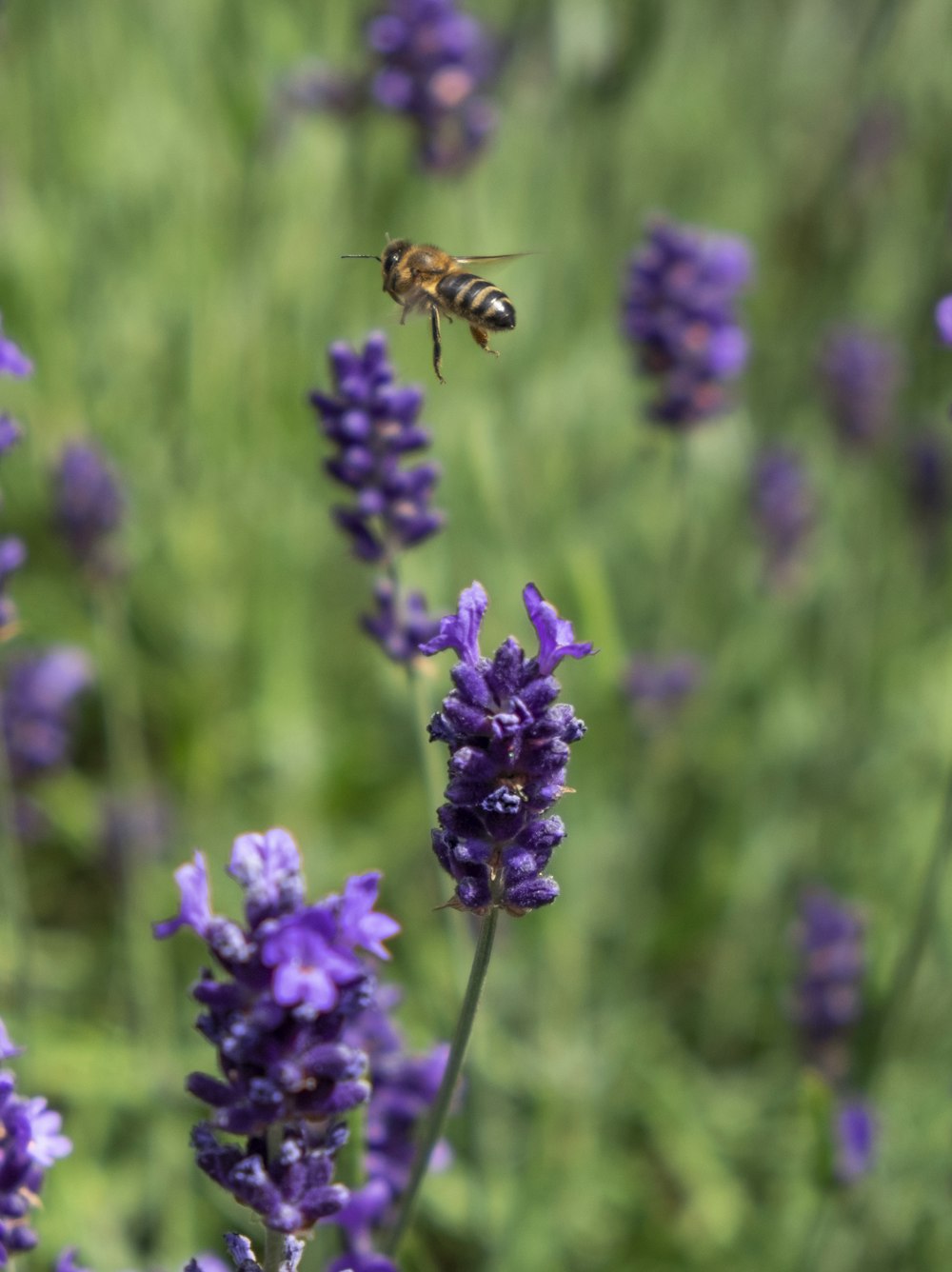 flying wasp surrounded lavender flower