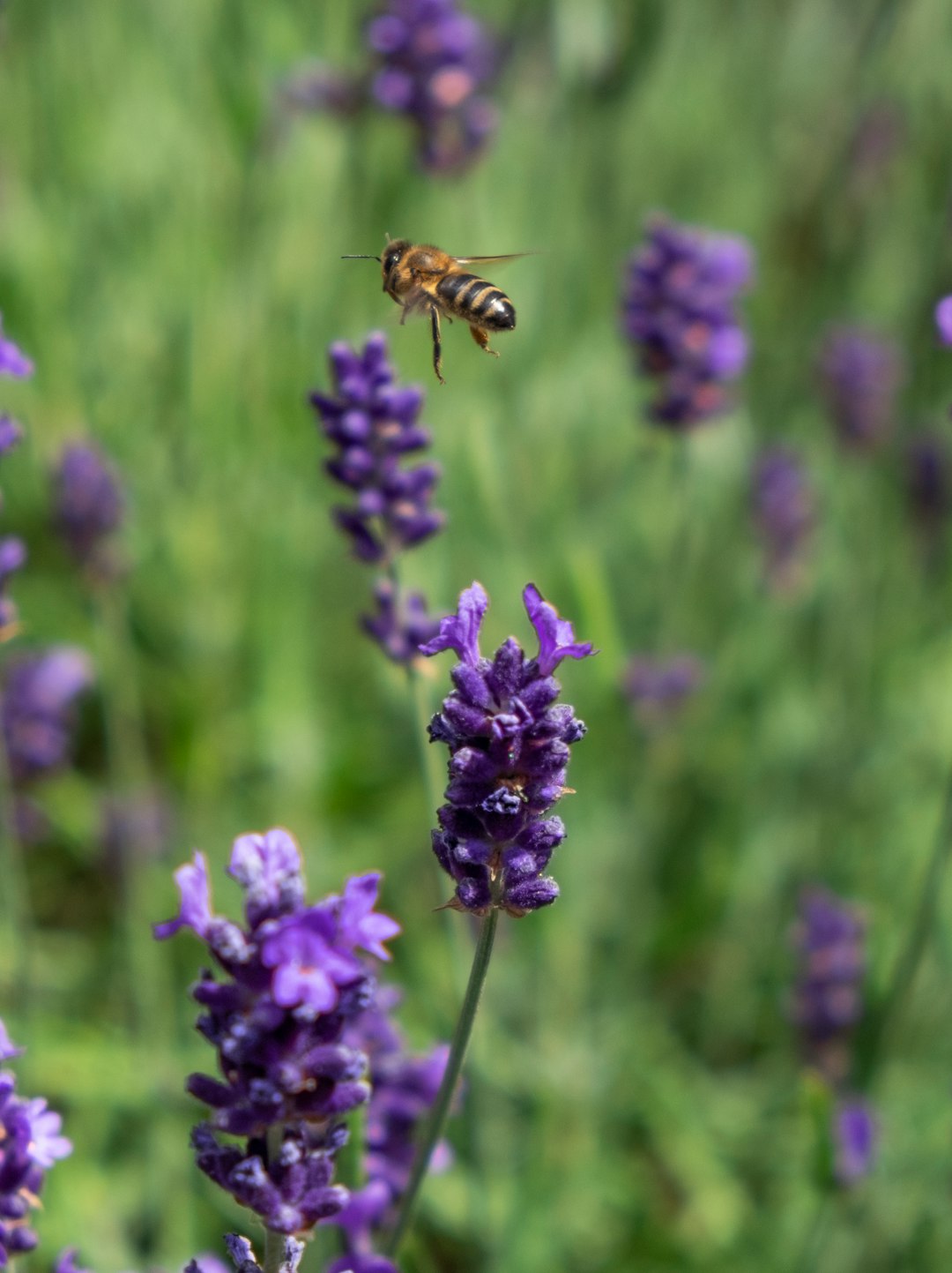 flying wasp surrounded lavender flower