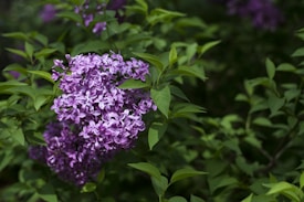 A cluster of vibrant purple lilac flowers surrounded by lush green leaves. The petals are intricate and tightly packed, featuring varying shades from deep purple to light lavender.