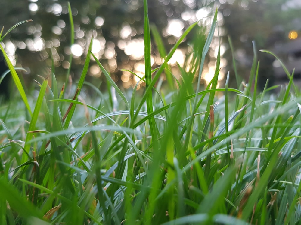 green long grass