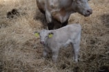 A young calf with light-colored fur standing on a bed of straw. The calf has tags on its ears with numbers visible. Behind the calf is a larger cow, possibly its mother, partially visible and standing in the same straw-filled area. The scene suggests a farm or barn environment.