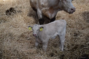 A friendly farmer showing a calf to a potential buyer at a farm.