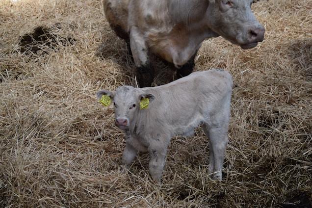 A young calf with light-colored fur standing on a bed of straw. The calf has tags on its ears with numbers visible. Behind the calf is a larger cow, possibly its mother, partially visible and standing in the same straw-filled area. The scene suggests a farm or barn environment.