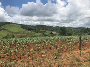A lush green hillside with a small hut nestled among the trees. Rows of crops, possibly corn, are growing in the foreground on reddish-brown soil. The sky is partially cloudy with patches of sunlight illuminating the landscape.