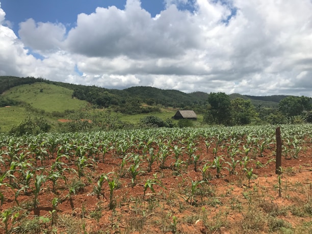 A lush green hillside with a small hut nestled among the trees. Rows of crops, possibly corn, are growing in the foreground on reddish-brown soil. The sky is partially cloudy with patches of sunlight illuminating the landscape.