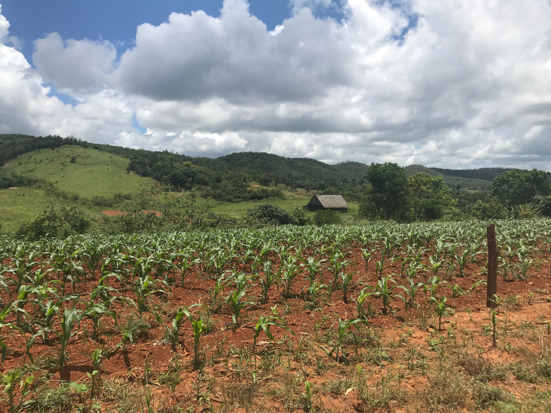 woman wearing yellow long-sleeved dress under white clouds and blue sky during daytime